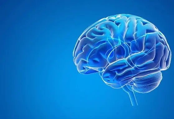 Brain Development and Toddler’s Diet: Is There a Link? image of brain